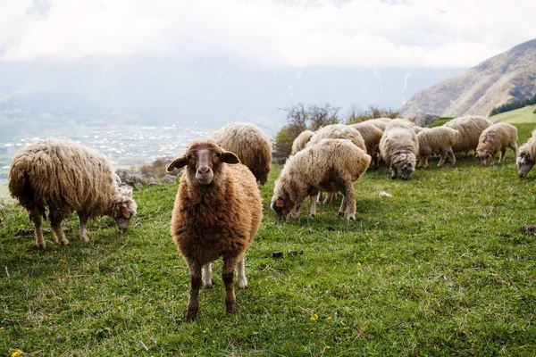 Koyun sürüsü — Stok fotoğraf