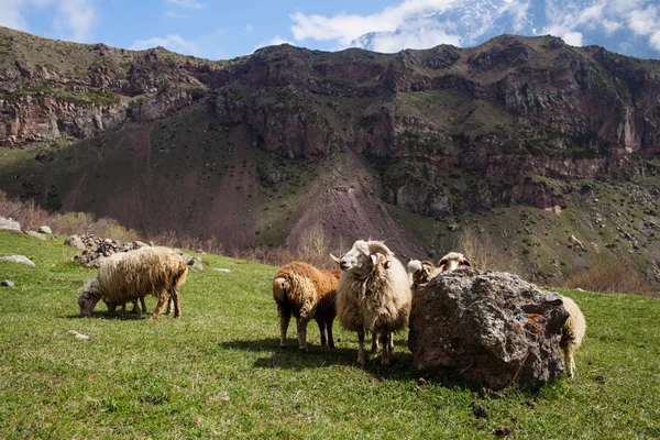 Kudde schapen — Stockfoto