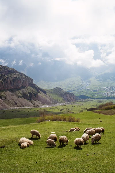 Herd of sheep — Stock Photo, Image