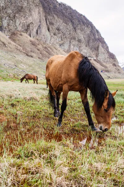 群山中的马 — 图库照片