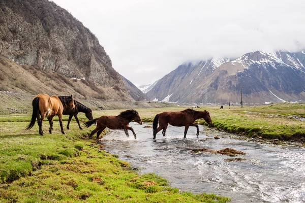 Paarden in de bergen — Stockfoto