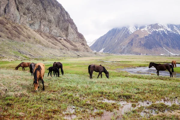 Chevaux dans les montagnes — Photo