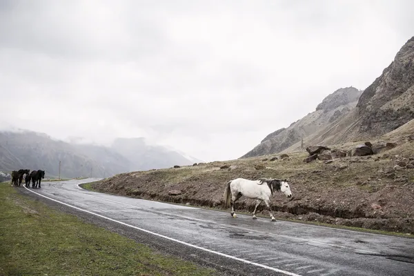 Paarden op een weg — Stockfoto