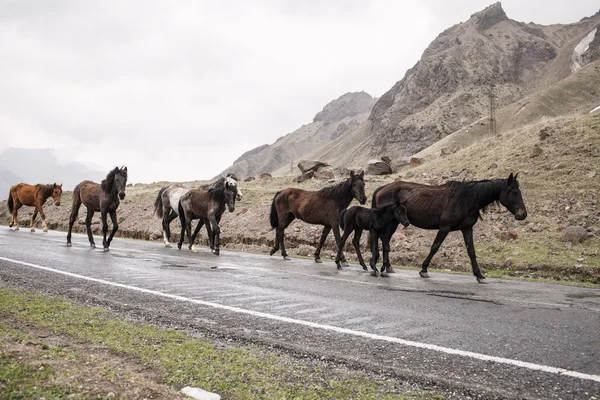 Caballos en un camino —  Fotos de Stock