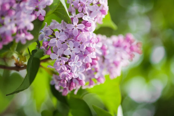 Lilac flowers — Stock Photo, Image