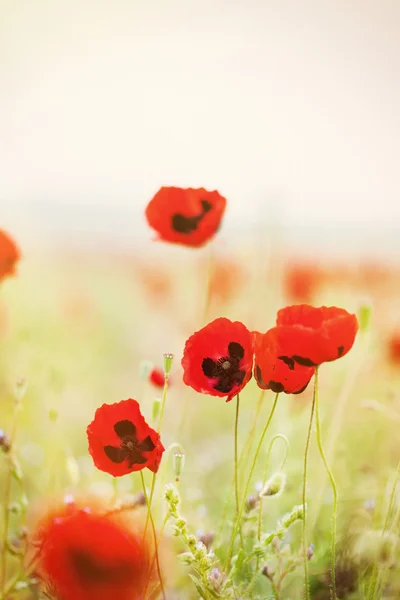 Roter Mohn — Stockfoto