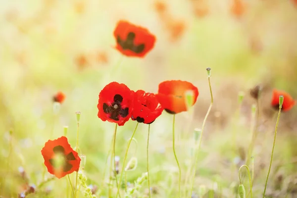 Roter Mohn — Stockfoto