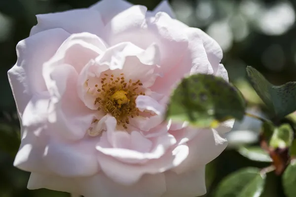 Rosa Rose — Stockfoto