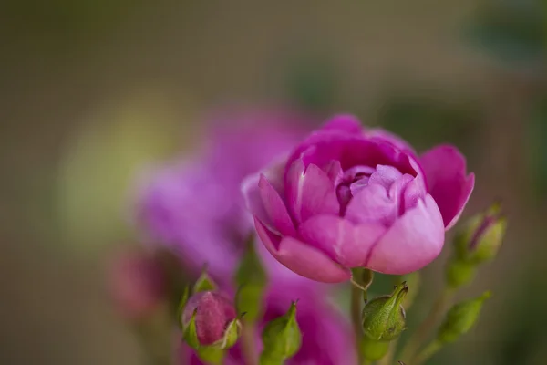 Rosa Ros — Stockfoto