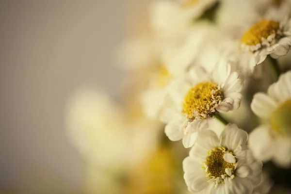 Camomile — Stock Photo, Image