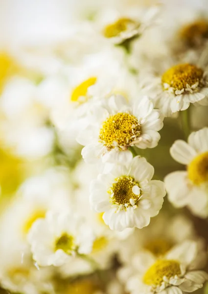 Camomile — Stock Photo, Image