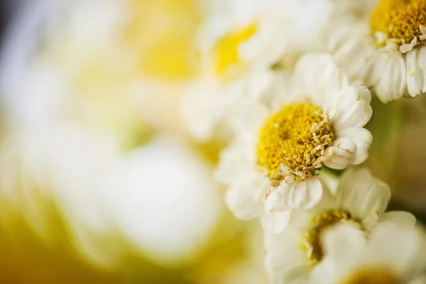 Camomile — Stock Photo, Image