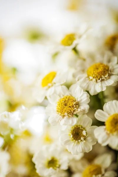 Camomile — Stock Photo, Image