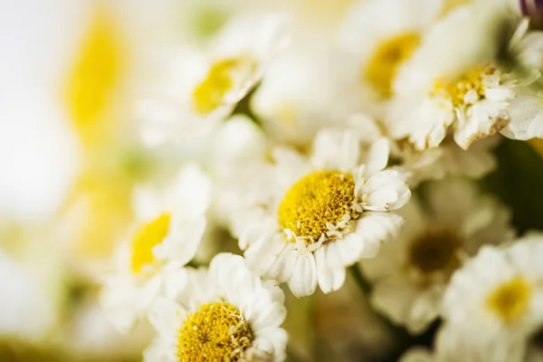 Camomile — Stock Photo, Image