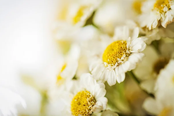 Camomile — Stock Photo, Image