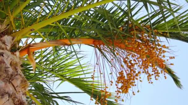 Datum palmový strom — Stock video