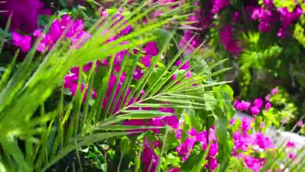 Palm bloemenpark — Stockvideo