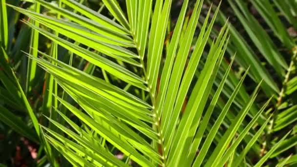 多汁绿色棕榈树 — 图库视频影像