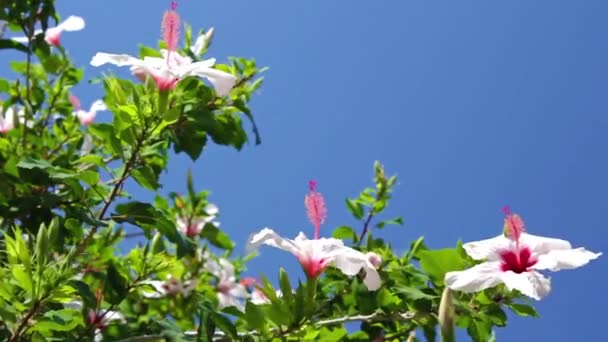 Arbusto de hibisco — Vídeo de stock