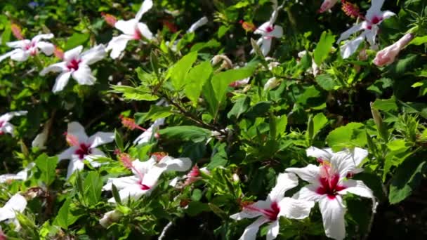 Arbusto de hibisco — Vídeos de Stock