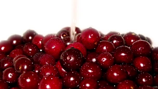 Juicy cherry in water — Stock Video