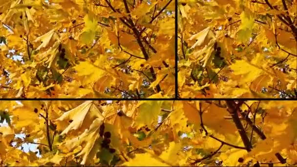 Herfst collage — Stockvideo