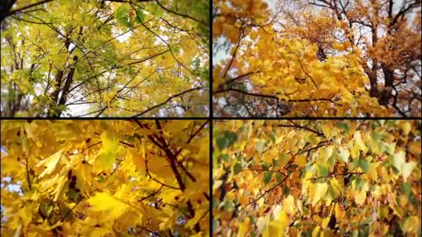 Collage d'autunno — Video Stock