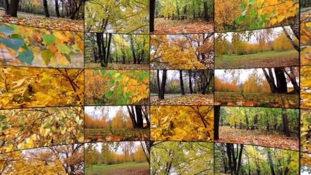 Collage de otoño — Vídeo de stock