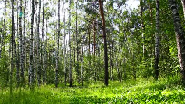 Dia de verão na floresta — Vídeo de Stock