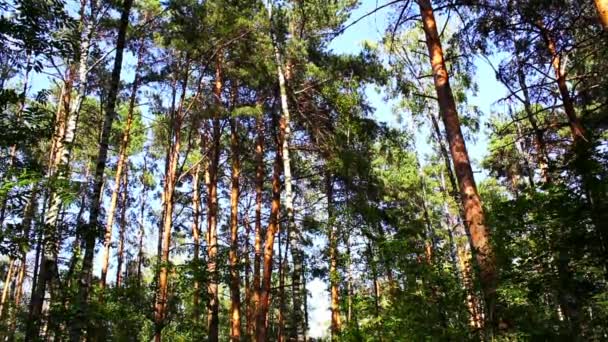 Dia de verão na floresta — Vídeo de Stock