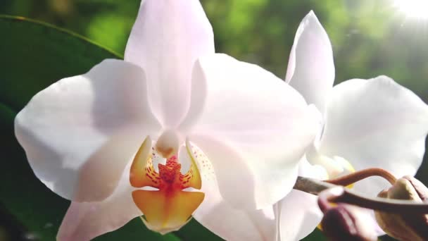 Біла орхідея — стокове відео