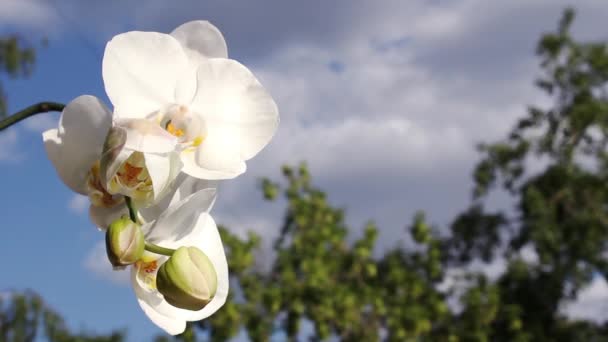 Orchidea bianca — Video Stock