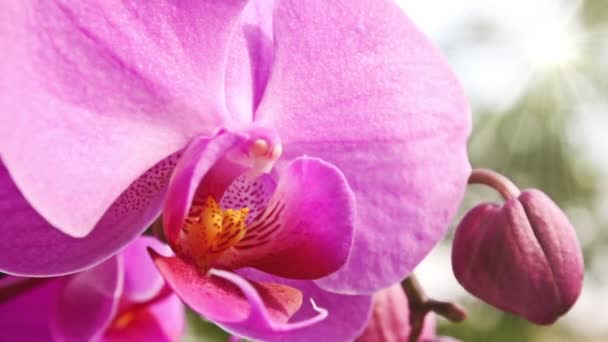 Roze orchid — Stockvideo