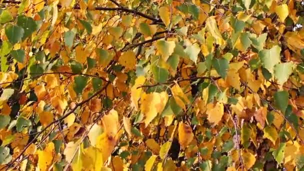 Foglie d'autunno — Video Stock