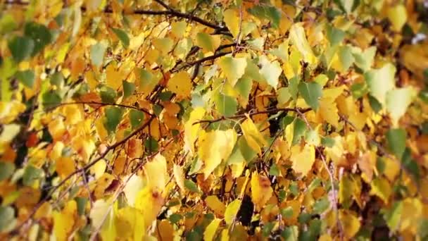 Foglie d'autunno — Video Stock