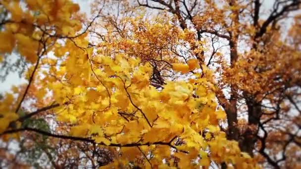 Herfstesdoornbladeren — Stockvideo