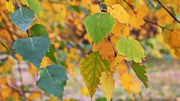 Foglie d'autunno — Video Stock