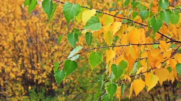 Φύλλα φθινοπώρου — Αρχείο Βίντεο