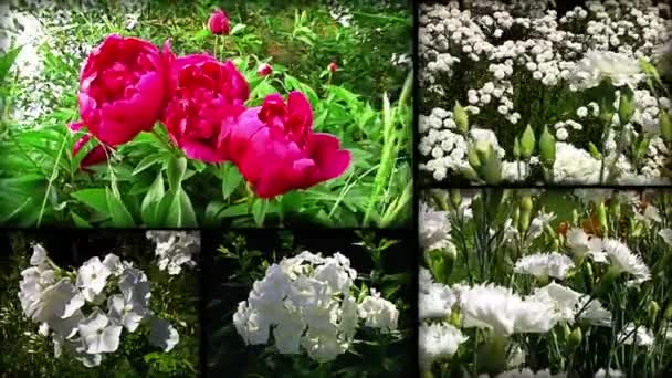 Colagem de flores — Vídeo de Stock