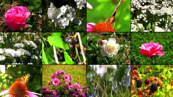 Collage de flores naturales — Vídeos de Stock