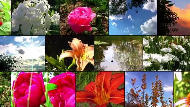 Collage de flores naturales — Vídeos de Stock