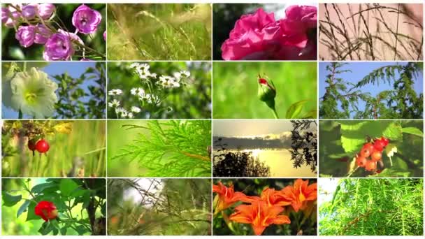 Collage de flores naturales — Vídeos de Stock