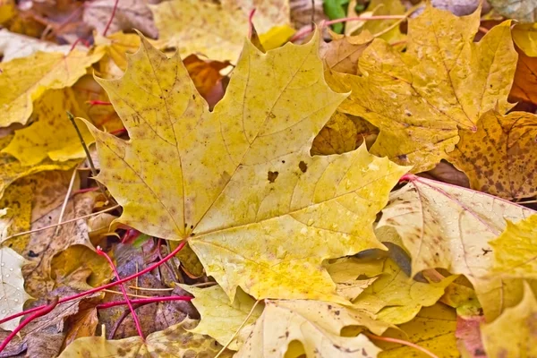 紅葉 — ストック写真