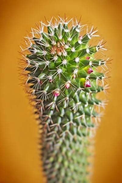 Beautiful blossoming cactus — Stock Photo, Image