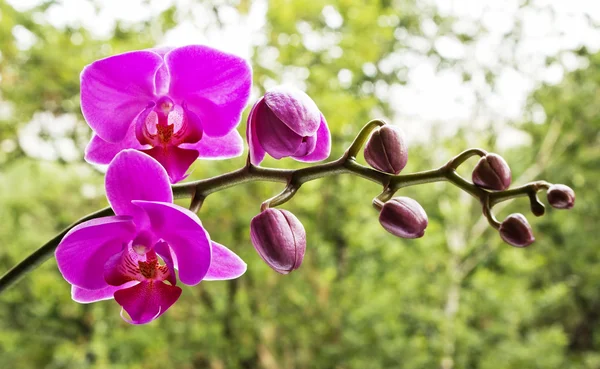 Orquídea rosa — Fotografia de Stock