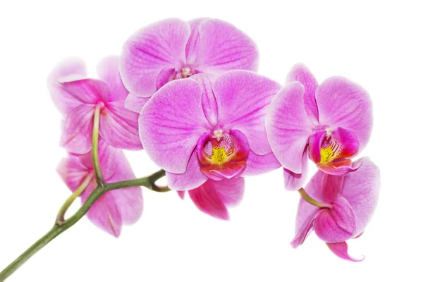 Rózsaszín orchidea fehér háttér — Stock Fotó
