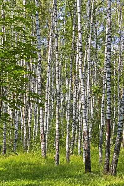 Birch wood — Stock Photo, Image