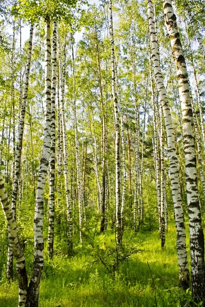 Birch wood — Stock Photo, Image