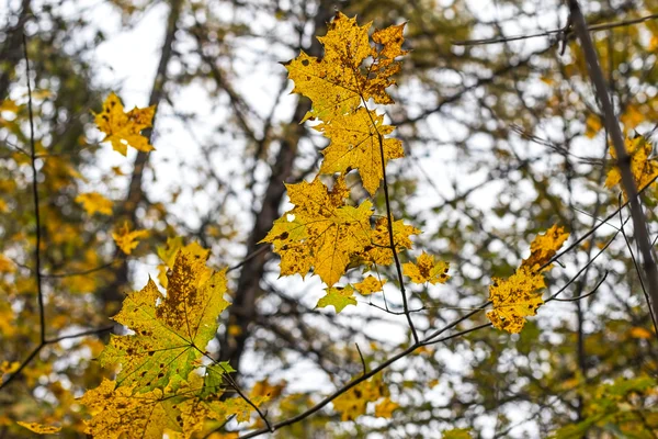 秋の木、カエデの木 — ストック写真
