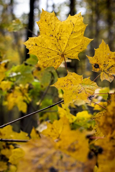 秋の木、カエデの木 — ストック写真